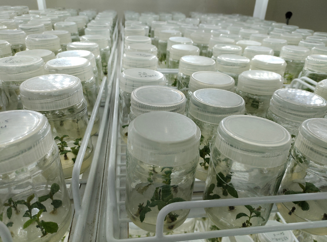Clustered Growth of Vibrant Green Tissue Culture Plants
