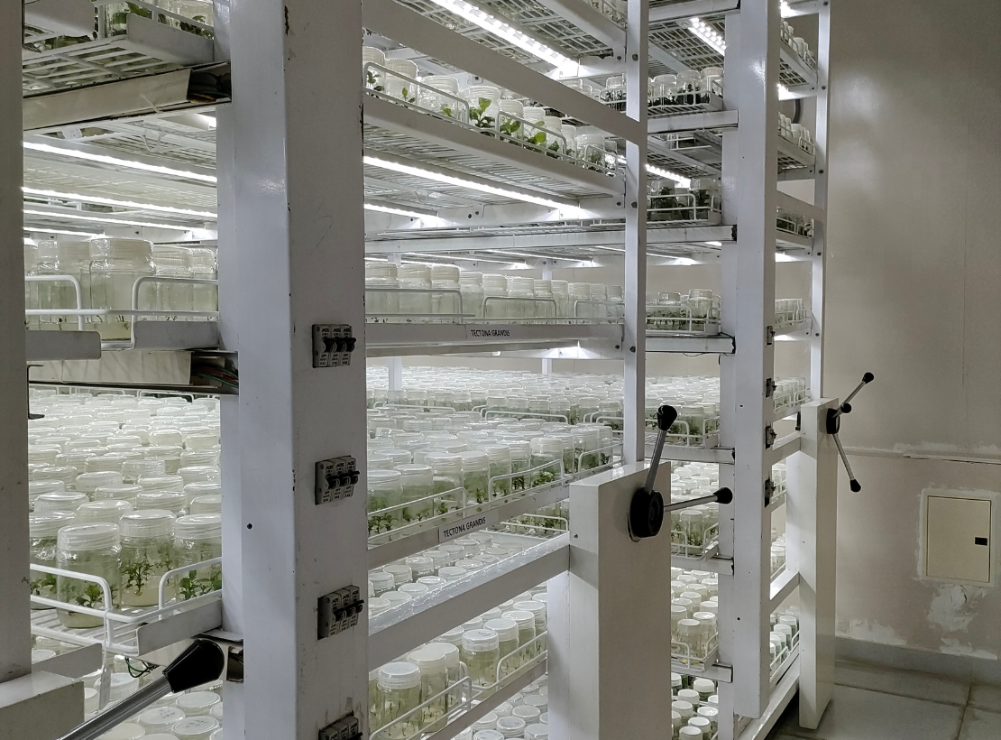 Early-Stage Plantlet Development in Sealed Jars