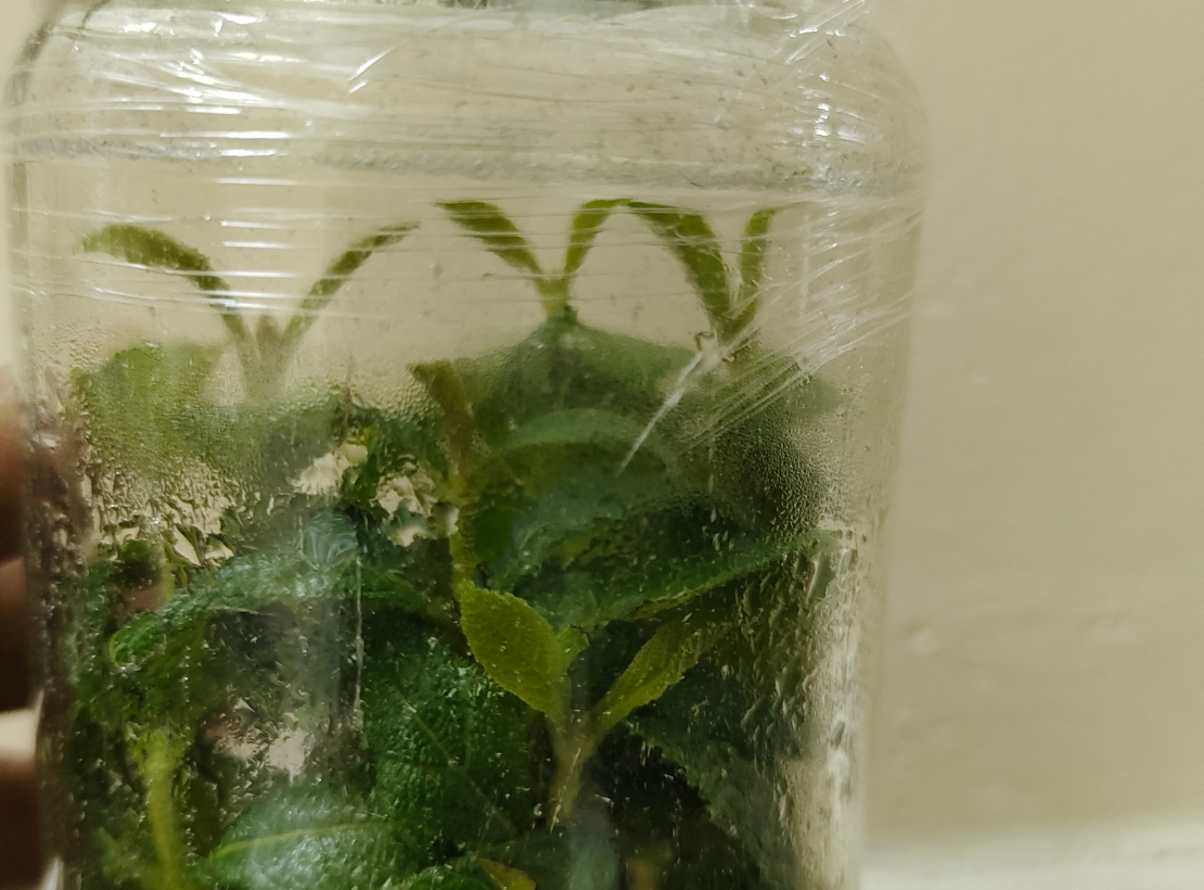 Plant Growth Inside Culture Bottles Under Controlled Conditions