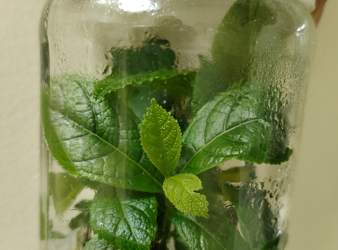 Close-Up of Teak Tissue Culture Plantlet in Growth Stage