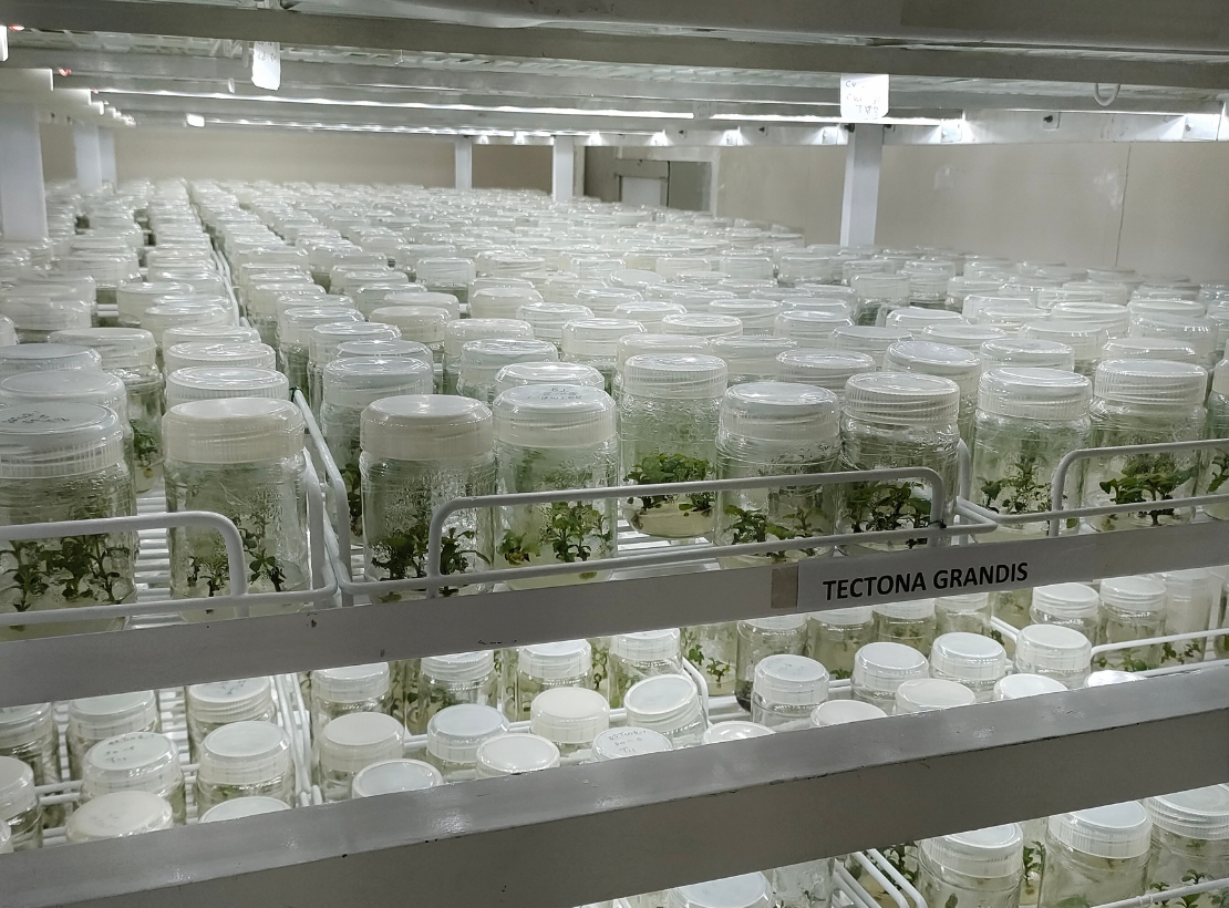 Field View of Well-Maintained Teak Plantation