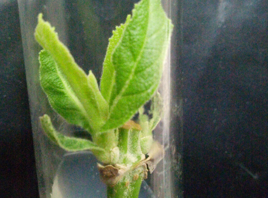 Mass Multiplication of Plants in Tissue Culture Laboratory