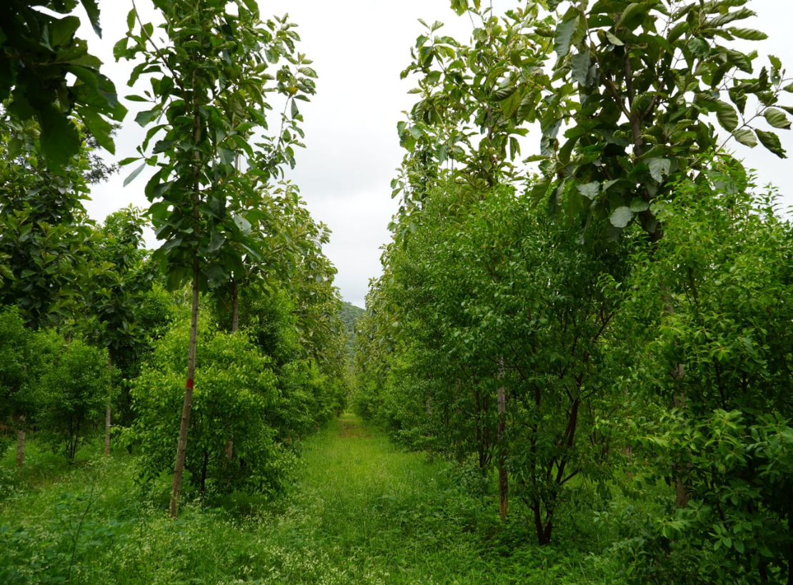 Healthy Sprouting of Micro-Propagated Plantlets