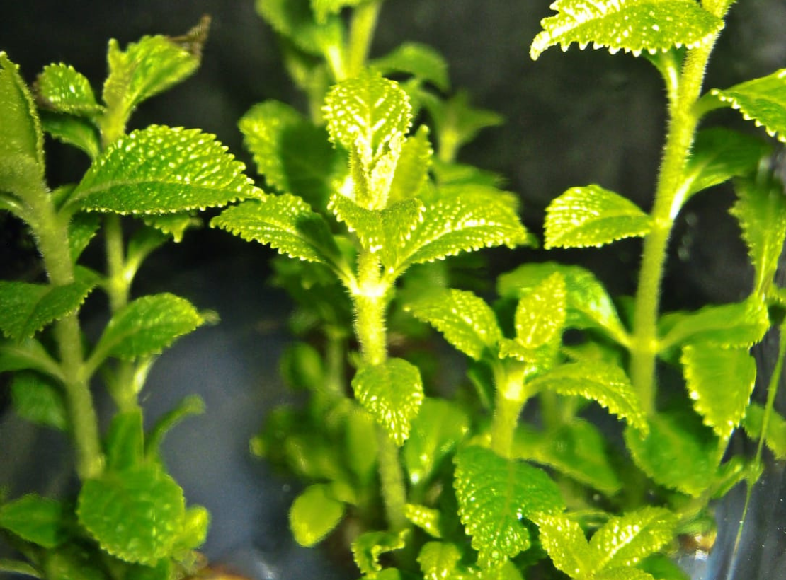 High-Quality Propagation Ensuring Uniform and Disease-Free Plants